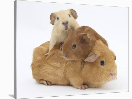 Mother Guinea Pig with Two Babies Riding on Her Back-Mark Taylor-Stretched Canvas