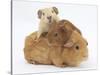 Mother Guinea Pig with Two Babies Riding on Her Back-Mark Taylor-Stretched Canvas