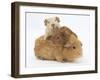 Mother Guinea Pig with Two Babies Riding on Her Back-Mark Taylor-Framed Premium Photographic Print