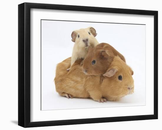 Mother Guinea Pig with Two Babies Riding on Her Back-Mark Taylor-Framed Premium Photographic Print