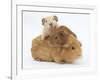 Mother Guinea Pig with Two Babies Riding on Her Back-Mark Taylor-Framed Photographic Print