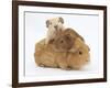 Mother Guinea Pig with Two Babies Riding on Her Back-Mark Taylor-Framed Photographic Print