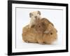 Mother Guinea Pig with Two Babies Riding on Her Back-Mark Taylor-Framed Photographic Print