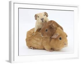 Mother Guinea Pig with Two Babies Riding on Her Back-Mark Taylor-Framed Photographic Print