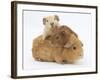 Mother Guinea Pig with Two Babies Riding on Her Back-Mark Taylor-Framed Photographic Print