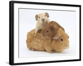 Mother Guinea Pig with Two Babies Riding on Her Back-Mark Taylor-Framed Photographic Print