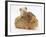 Mother Guinea Pig with Two Babies Riding on Her Back-Mark Taylor-Framed Photographic Print