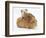 Mother Guinea Pig with Two Babies Riding on Her Back-Mark Taylor-Framed Photographic Print