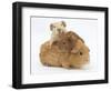 Mother Guinea Pig with Two Babies Riding on Her Back-Mark Taylor-Framed Photographic Print