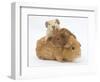 Mother Guinea Pig with Two Babies Riding on Her Back-Mark Taylor-Framed Photographic Print