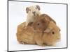 Mother Guinea Pig with Two Babies Riding on Her Back-Mark Taylor-Mounted Photographic Print