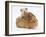 Mother Guinea Pig with Two Babies Riding on Her Back-Mark Taylor-Framed Photographic Print