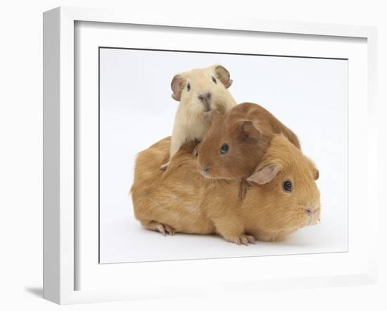 Mother Guinea Pig with Two Babies Riding on Her Back-Mark Taylor-Framed Photographic Print