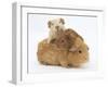 Mother Guinea Pig with Two Babies Riding on Her Back-Mark Taylor-Framed Photographic Print