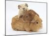 Mother Guinea Pig with Two Babies Riding on Her Back-Mark Taylor-Mounted Photographic Print