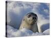 Mother Harp Seal Raising Head Out of Hole in Ice, Iles De La Madeleine, Quebec, Canada-Keren Su-Stretched Canvas