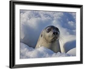 Mother Harp Seal Raising Head Out of Hole in Ice, Iles De La Madeleine, Quebec, Canada-Keren Su-Framed Photographic Print