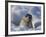 Mother Harp Seal Raising Head Out of Hole in Ice, Iles De La Madeleine, Quebec, Canada-Keren Su-Framed Photographic Print