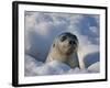 Mother Harp Seal Raising Head Out of Hole in Ice, Iles De La Madeleine, Quebec, Canada-Keren Su-Framed Photographic Print