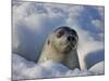 Mother Harp Seal Raising Head Out of Hole in Ice, Iles De La Madeleine, Quebec, Canada-Keren Su-Mounted Photographic Print