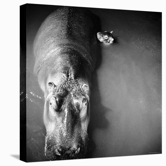 Mother Hippo "Bebe" and Her Daughter-Mark Kauffman-Stretched Canvas