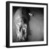 Mother Hippo "Bebe" and Her Daughter-Mark Kauffman-Framed Premium Photographic Print