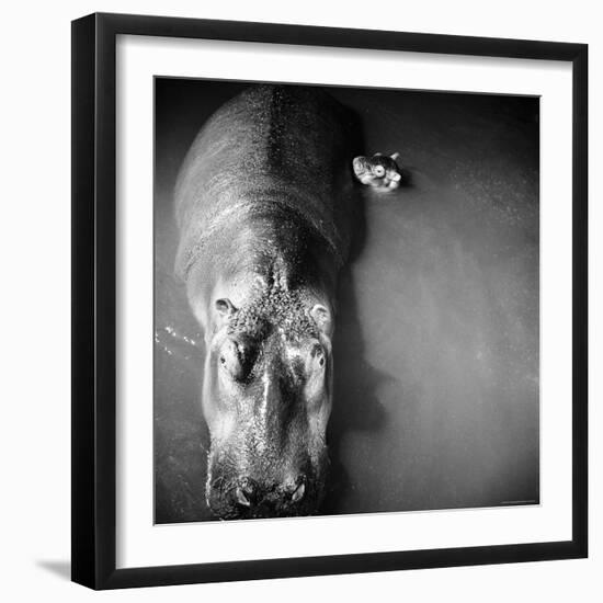 Mother Hippo "Bebe" and Her Daughter-Mark Kauffman-Framed Photographic Print