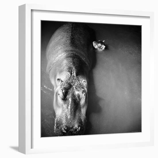 Mother Hippo "Bebe" and Her Daughter-Mark Kauffman-Framed Photographic Print