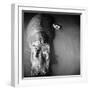 Mother Hippo "Bebe" and Her Daughter-Mark Kauffman-Framed Photographic Print