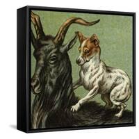 Mother Hubbard, Goat-Harrison Weir-Framed Stretched Canvas