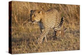 Mother Leopard with Her Baby Cub, Masai Mara, Kenya Africa-Darrell Gulin-Stretched Canvas