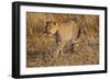 Mother Leopard with Her Baby Cub, Masai Mara, Kenya Africa-Darrell Gulin-Framed Photographic Print