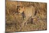 Mother Leopard with Her Baby Cub, Masai Mara, Kenya Africa-Darrell Gulin-Mounted Photographic Print