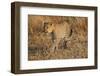 Mother Leopard with Her Baby Cub, Masai Mara, Kenya Africa-Darrell Gulin-Framed Photographic Print