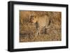 Mother Leopard with Her Baby Cub, Masai Mara, Kenya Africa-Darrell Gulin-Framed Photographic Print