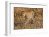 Mother Leopard with Her Baby Cub, Masai Mara, Kenya Africa-Darrell Gulin-Framed Photographic Print