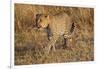 Mother Leopard with Her Baby Cub, Masai Mara, Kenya Africa-Darrell Gulin-Framed Photographic Print