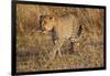 Mother Leopard with Her Baby Cub, Masai Mara, Kenya Africa-Darrell Gulin-Framed Photographic Print