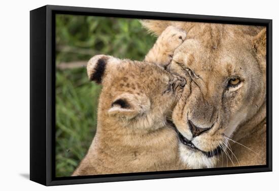 Mother Love-Alessandro Catta-Framed Stretched Canvas
