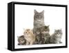 Mother Maine Coon Cat, Serafin, and Five Kittens, 7 Weeks-Mark Taylor-Framed Stretched Canvas