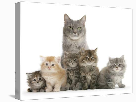 Mother Maine Coon Cat, Serafin, and Five Kittens, 7 Weeks-Mark Taylor-Stretched Canvas