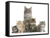 Mother Maine Coon Cat, Serafin, and Five Kittens, 7 Weeks-Mark Taylor-Framed Stretched Canvas