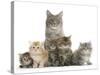 Mother Maine Coon Cat, Serafin, and Five Kittens, 7 Weeks-Mark Taylor-Stretched Canvas