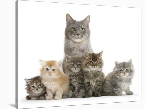 Mother Maine Coon Cat, Serafin, and Five Kittens, 7 Weeks-Mark Taylor-Stretched Canvas