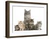 Mother Maine Coon Cat, Serafin, and Five Kittens, 7 Weeks-Mark Taylor-Framed Premium Photographic Print