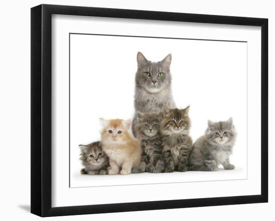 Mother Maine Coon Cat, Serafin, and Five Kittens, 7 Weeks-Mark Taylor-Framed Premium Photographic Print