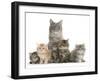 Mother Maine Coon Cat, Serafin, and Five Kittens, 7 Weeks-Mark Taylor-Framed Premium Photographic Print