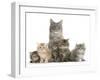 Mother Maine Coon Cat, Serafin, and Five Kittens, 7 Weeks-Mark Taylor-Framed Premium Photographic Print