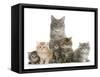 Mother Maine Coon Cat, Serafin, and Five Kittens, 7 Weeks-Mark Taylor-Framed Stretched Canvas