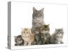 Mother Maine Coon Cat, Serafin, and Five Kittens, 7 Weeks-Mark Taylor-Stretched Canvas